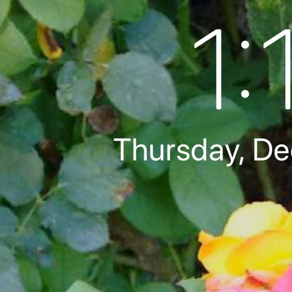 Meet your Posher, Sonya